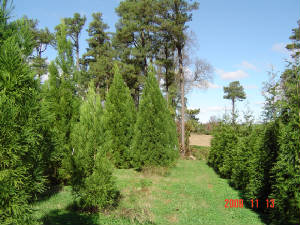 Evergreens/CryptomeriaRadicans.jpg